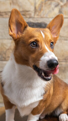 a male corgi pembroke welsh photoshoot pet photography studio isolated with blue background christmas theme dress and decoration