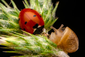 Beautiful ladybug on leaf defocused background