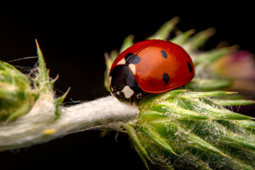 Beautiful ladybug on leaf defocused background