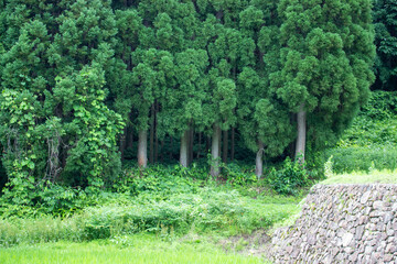 Forest deep in the mountains of Japan