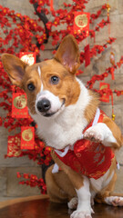 a male corgi pembroke welsh photoshoot pet photography studio isolated with blue background christmas theme dress and decoration
