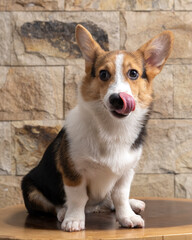 Obraz premium a male corgi pembroke welsh photoshoot pet photography studio isolated with blue background christmas theme dress and decoration