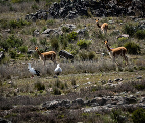 paisaje andino sierra de Lima, Peru