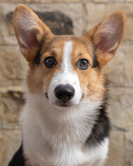 a male corgi pembroke welsh photoshoot pet photography studio isolated with blue background christmas theme dress and decoration