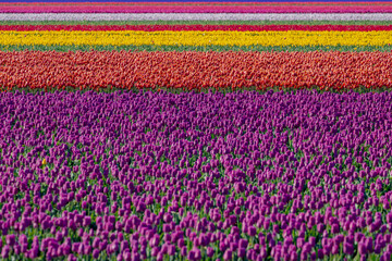 Selective focus of multi colour of tulip in the field, Lines of colourful flowers in the farm, Tulips form a genus of perennial herbaceous bulbiferous geophytes, Nature floral background, Netherlands.