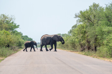 Obraz na płótnie Canvas two elephants crossing the road