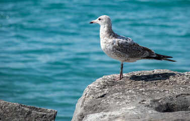 seagull