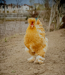 cute fluffy brown cock