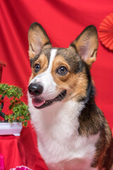 a male corgi pembroke welsh photoshoot pet photography studio with red background chinese new year theme dress and decoration