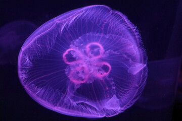 Sea life in Sydney Australia. Jelly fish swimming in aquarium. Travelling during corona pandemic