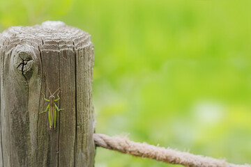 杭にとまるバッタ