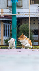 an outdoor photoshoot pet photography two dogs running on the park morning corgi and maltese