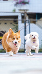 an outdoor photoshoot pet photography pembroke welsh fluffy corgi dog running on the park in morning sun shine