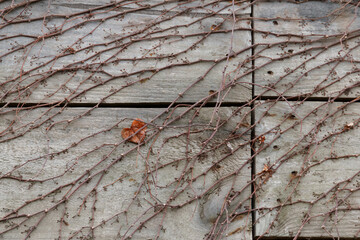 板壁の枯れた蔦と一枚のハート型の枯れ葉