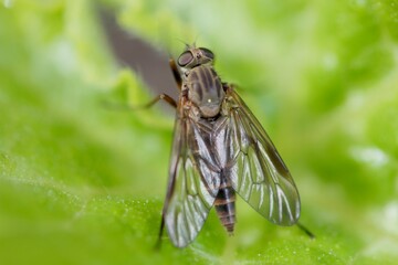 fly on leaf