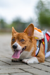 a portrait of pembroke welsc corgi with bokeh background at the park in the morning walk
