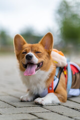 a portrait of pembroke welsc corgi with bokeh background at the park in the morning walk