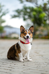 a portrait of pembroke welsc corgi with bokeh background at the park in the morning walk
