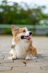 a portrait of pembroke welsc corgi with bokeh background at the park in the morning walk