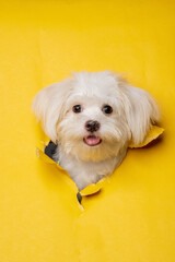 a female maltese white dog photoshoot studio pet photography with concept breaking yellow paper head through it with expression