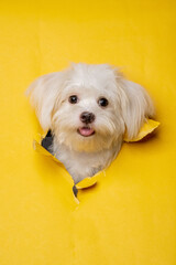 a female maltese white dog photoshoot studio pet photography with concept breaking yellow paper head through it with expression