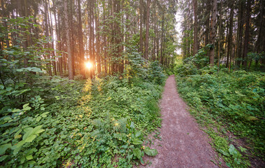 Hiking path in green forest