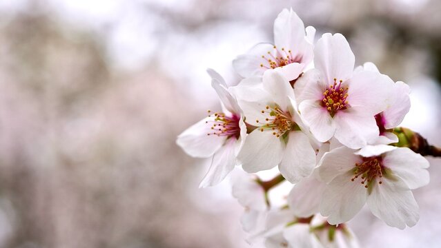 青空に満開に咲く桜のポートレート写真