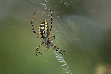 close up macro spider shot