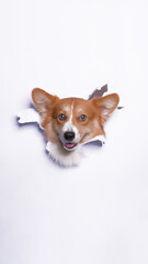 a female pembroke welsh corgi dog photoshoot studio pet photography with concept breaking white paper head through it with expression