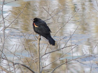 Birds of Pennsylvania