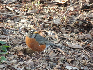 Birds of Pennsylvania