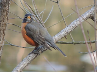 Birds of Pennsylvania