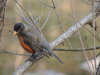 Birds of Pennsylvania