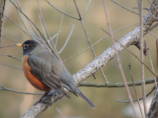 Birds of Pennsylvania