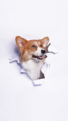 a female pembroke welsh corgi dog photoshoot studio pet photography with concept breaking white paper head through it with expression