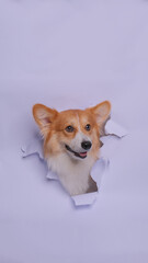 a female pembroke welsh corgi dog photoshoot studio pet photography with concept breaking gray paper head through it with expression