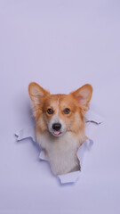 a female pembroke welsh corgi dog photoshoot studio pet photography with concept breaking gray paper head through it with expression