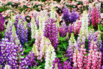 Fototapeta premium 春の花々