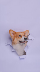 a female pembroke welsh corgi dog photoshoot studio pet photography with concept breaking gray paper head through it with expression