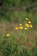 道端に生息する野草