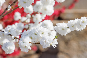 色が綺麗な満開の桃の花、山梨県笛吹市
