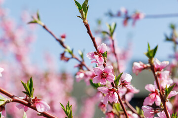 色が綺麗な満開の桃の花、山梨県笛吹市