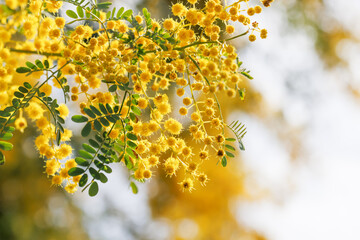 黄色が綺麗な満開のミモザの花