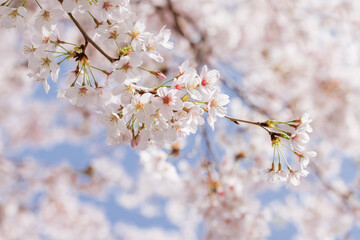 ピンクの花びらが綺麗な満開の桜の花