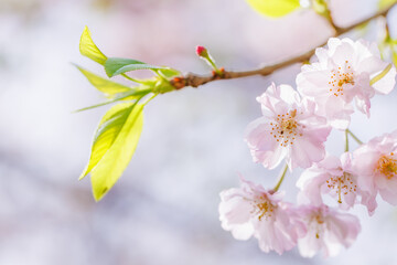 ピンクの花びらが綺麗な満開の桜の花