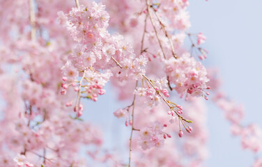 ピンクの花びらが綺麗な満開の桜の花