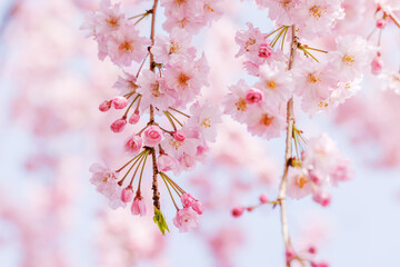 ピンクの花びらが綺麗な満開の桜の花