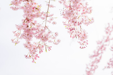Obraz na płótnie Canvas ピンクの花びらが綺麗な満開の桜の花