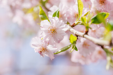ピンクの花びらが綺麗な満開の桜の花