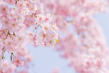 ピンクの花びらが綺麗な満開の桜の花